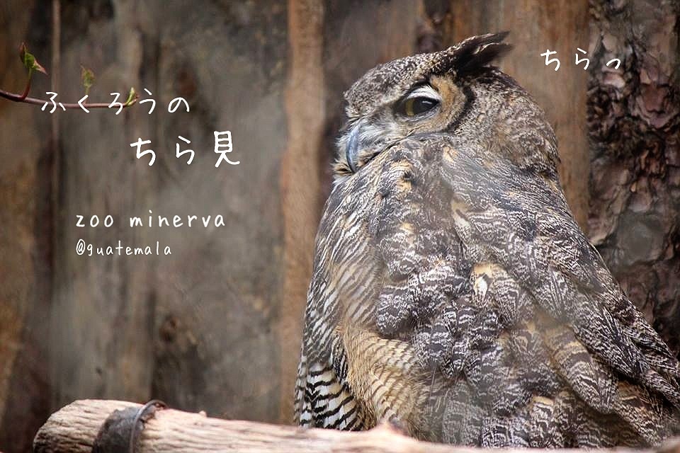 グアテマラおすすめ観光 無料動物園 グアテマラおすすめ観光 無料動物園