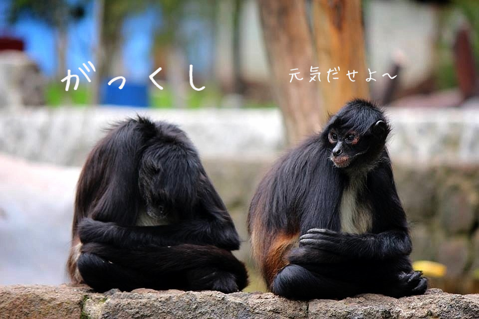グアテマラおすすめ観光 無料動物園が楽しい グアテマラおすすめ観光 無料動物園が楽しい