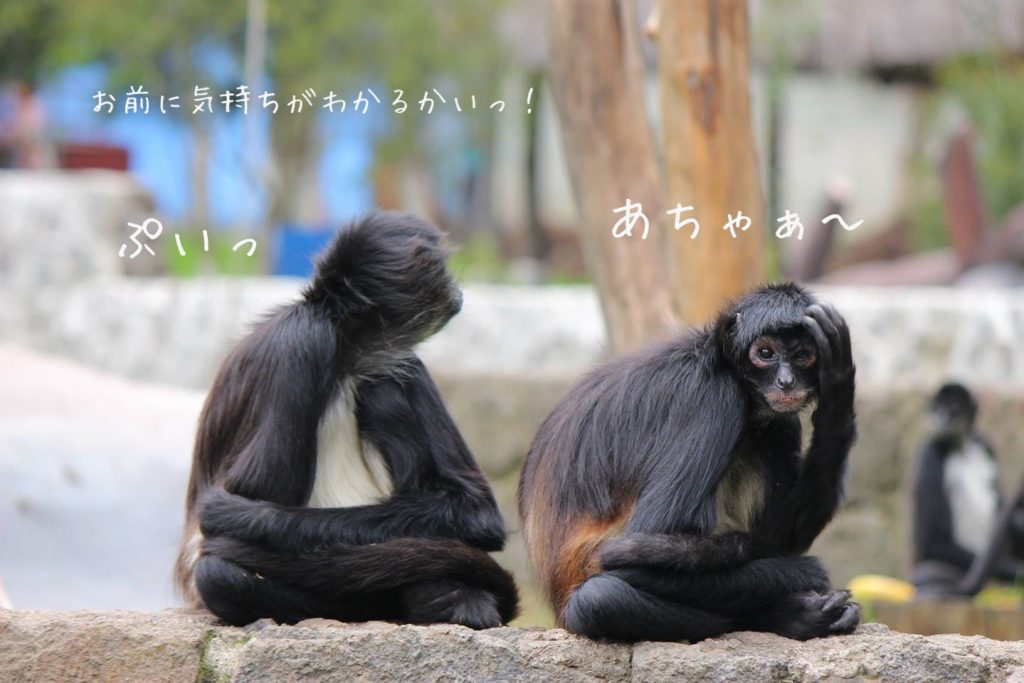 グアテマラの見どころ 無料動物園が楽しい グアテマラの見どころ 無料動物園が楽しい