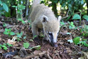 イグアスの滝　野生のハナグマ