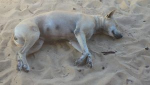 フーコック　ビーチで寝る犬