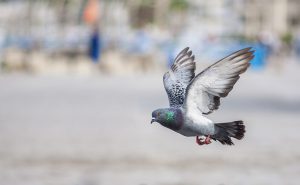 海外旅行 鳩のエサ代を請求されるトラブル 海外旅行 鳩のエサ代を請求されるトラブル