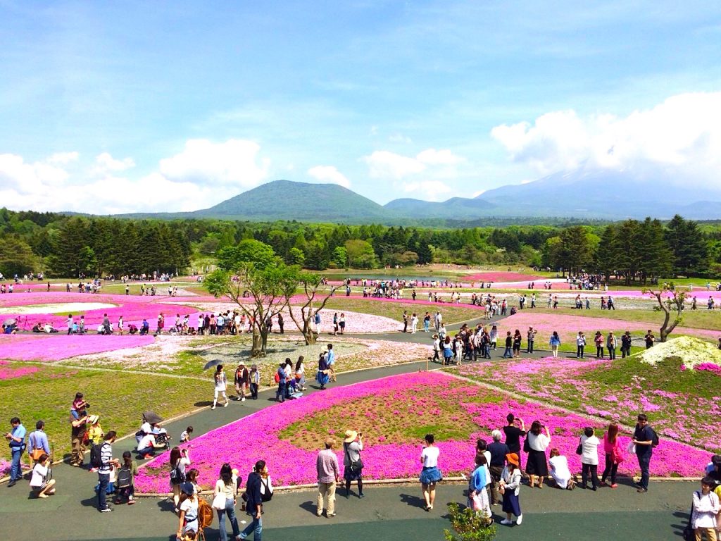 山梨の芝桜 4月