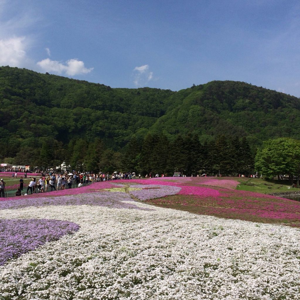 芝桜 5月 ゴールデンウィーク