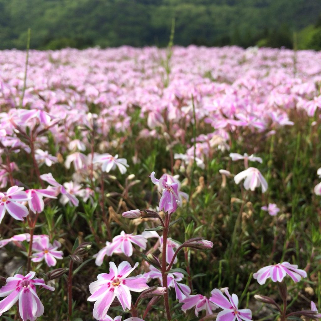 富士 芝桜まつり 山梨旅行